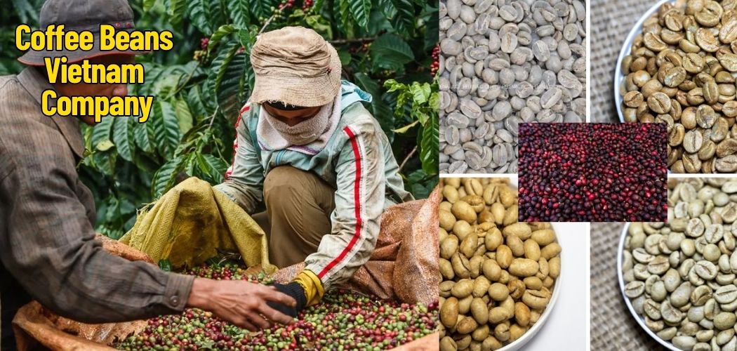 Coffee Beans Vietnam Company